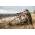 VORTEX Switchback CARBON FIBER TRIPOD + BALL HEAD (TR-SBC)