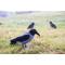 HOODED CROW